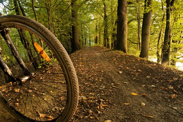 Велосипедное колесо в лесу — стоковое фото