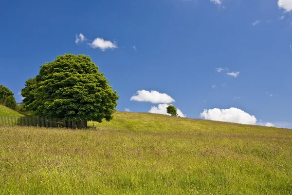 Tree — Stock Photo, Image