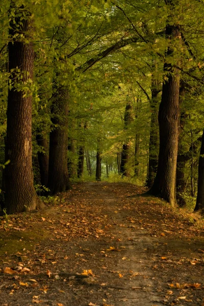 Pathway in forrest Stock Image