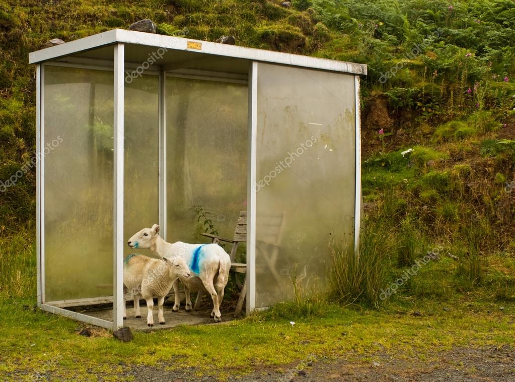 Two sheep seeking shelter at bus stop on rainy day in Scotland — Stock