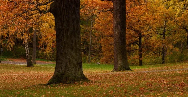 Baum im Park im Herbst — Stockfoto