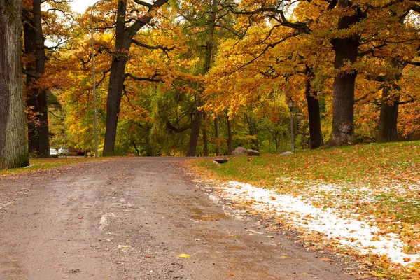 Estrada na floresta no Outono - Suécia — Fotografia de Stock