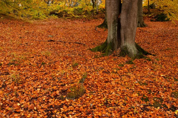 Дерево в парку восени — стокове фото