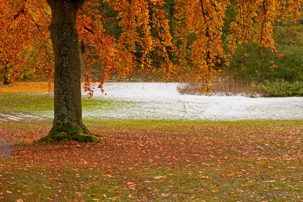 Дерево в парку восени — стокове фото