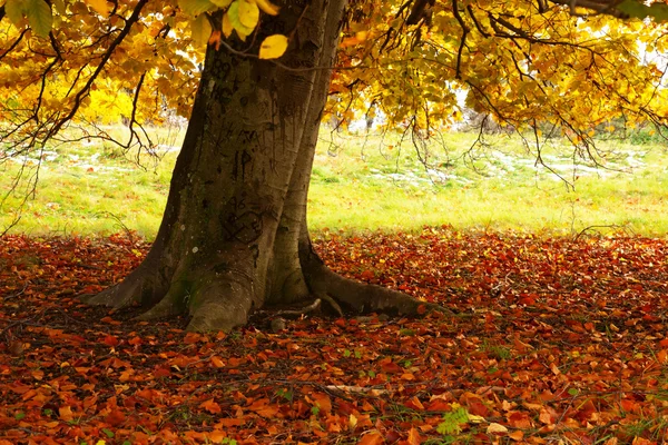 Fa őszi parkban — Stock Fotó