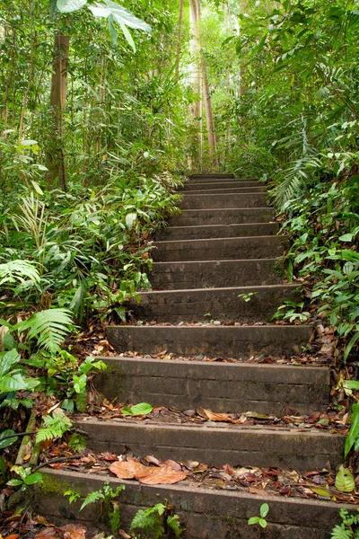 Borneo, Endonezya yağmur ormanlarında yolunu