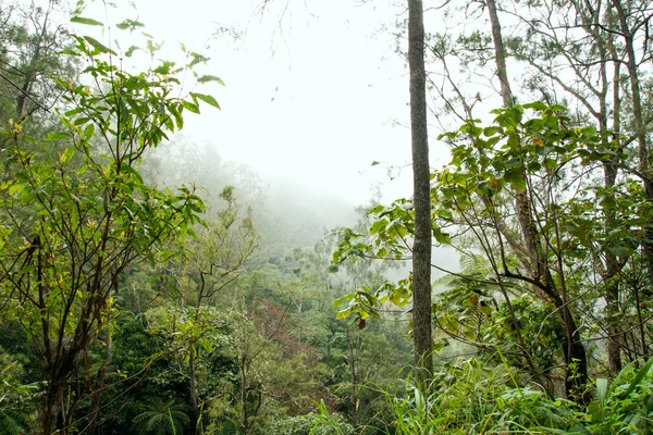 Mlhavý deštný prales v Indonésii s — Stock fotografie
