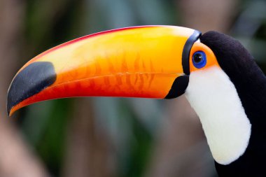 Lindo tucano toco com bico amarelado