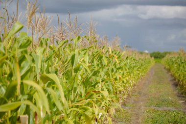 Plantacao de milho com fundo ceu escuro