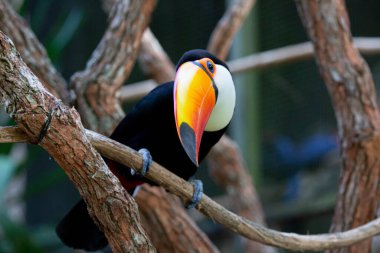 Lindo tucano colorido na arvore.