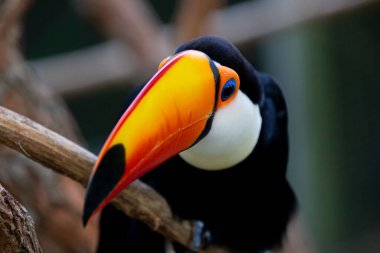 Lindo tucano colorido na arvore.