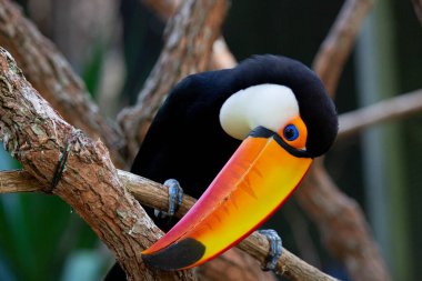 Lindo tucano colorido na arvore.