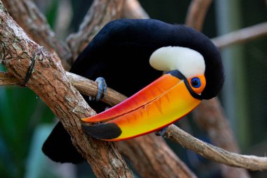 Lindo tucano colorido na arvore.