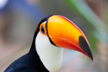 Lindo tucano colorido na arvore.