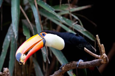 Lindo tucano colorido na arvore.