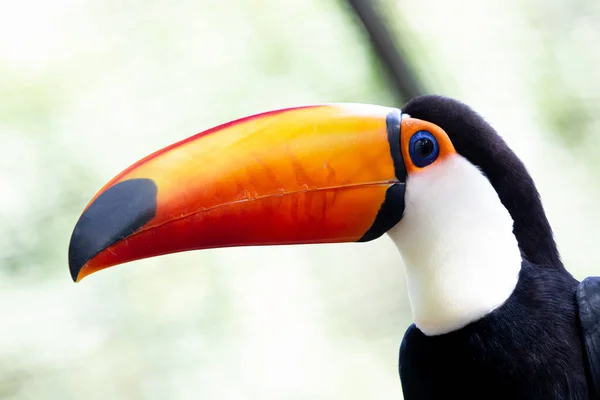 Lindo Tucano Colorido Arvore — Fotografia de Stock