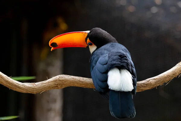 Lindo Tucano Colorido Arvore — Fotografia de Stock