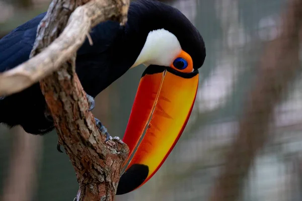 Lindo Tucano Colorido Arvore — Φωτογραφία Αρχείου