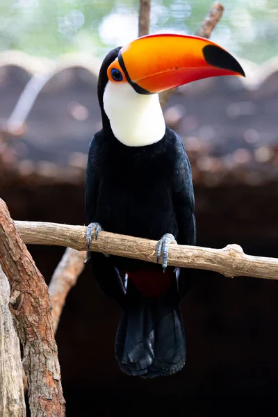 Lindo Tucano Colorido Arvore — Fotografia de Stock