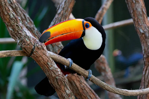 Lindo Tucano Colorido Arvore — Fotografia de Stock