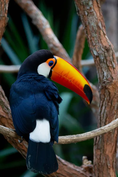 Lindo tucano colorido na arvore.