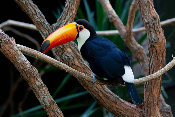 Lindo Tucano Colorido Arvore — Fotografia de Stock