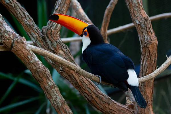Lindo tucano colorido na arvore.