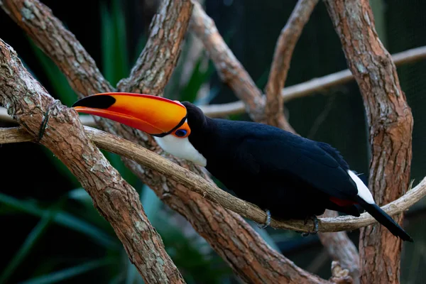 Lindo tucano colorido na arvore.