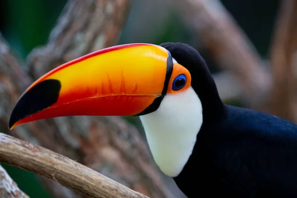 Lindo Tucano Colorido Arvore — Fotografia de Stock