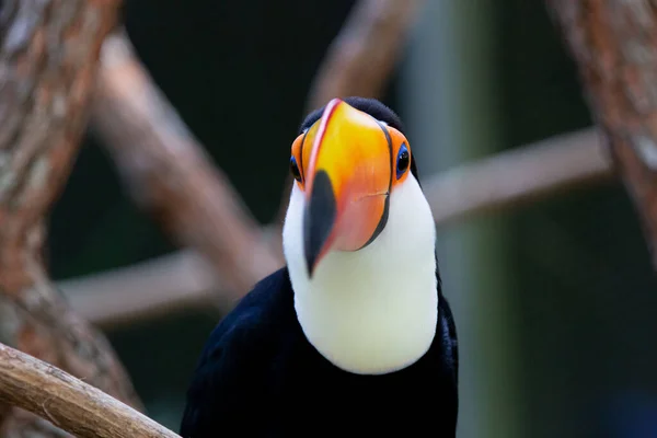 Lindo Tucano Colorido Arvore — Fotografia de Stock