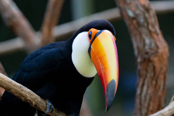 Lindo Tucano Colorido Arvore — Fotografia de Stock