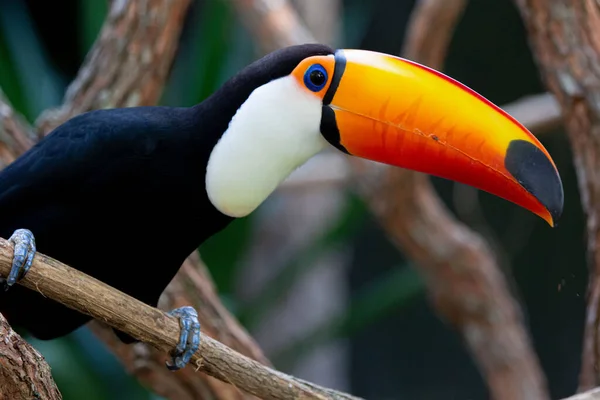 Lindo tucano colorido na arvore.