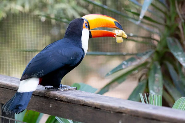 Lindo Tucano Colorido Arvore — Stockfoto