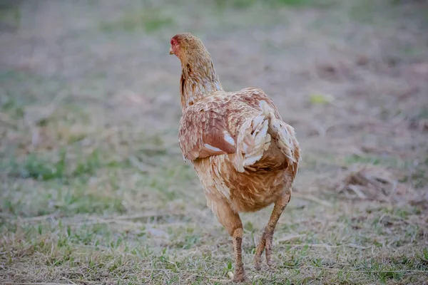 鶏の草や美しい景色を食べる — ストック写真