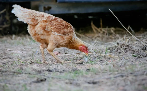 Hühner Fressen Gras Und Schöne Landschaft — Stockfoto