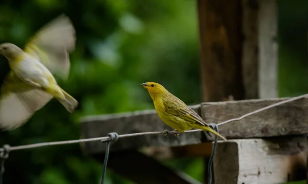 Vue Des Oiseaux Sauvages Dans Serra Mantiqueira Santo Antnio Pinhal — Photo