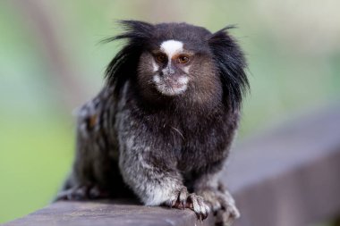 Beyaz ipekli marmoset, kuzeydoğu marmoset, yıldız tamarin, ya da sıradan marmoset..