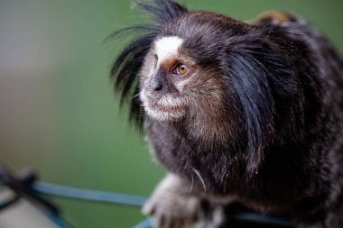 Beyaz ipekli marmoset, kuzeydoğu marmoset, yıldız tamarin, ya da sıradan marmoset..