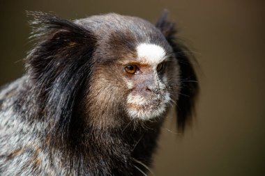 Beyaz ipekli marmoset, kuzeydoğu marmoset, yıldız tamarin, ya da sıradan marmoset..