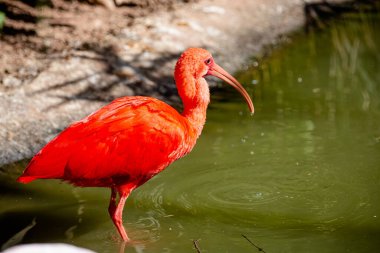 Kırmızı guar, Threskiornithidae familyasından bir kuş türü. Ayrıca bis-saltanat, guar-vermelho, guar-rubro ve guar-pitanga olarak da bilinir..