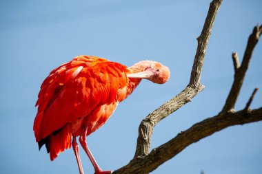 Kırmızı guar, Threskiornithidae familyasından bir kuş türü. Ayrıca bis-saltanat, guar-vermelho, guar-rubro ve guar-pitanga olarak da bilinir..