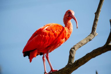 Kırmızı guar, Threskiornithidae familyasından bir kuş türü. Ayrıca bis-saltanat, guar-vermelho, guar-rubro ve guar-pitanga olarak da bilinir..