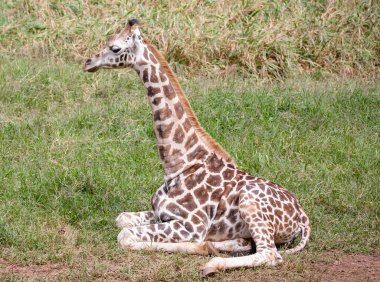 Zürafa bir Afrika artiodactyl memelisidir, yaşayan en uzun kara hayvanı ve en büyük geviş getiren hayvandır. Geleneksel olarak bir tür olarak kabul edilir: Giraffa camelopardalis, dokuz alt türüdür..