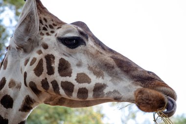Zürafa bir Afrika artiodactyl memelisidir, yaşayan en uzun kara hayvanı ve en büyük geviş getiren hayvandır. Geleneksel olarak bir tür olarak kabul edilir: Giraffa camelopardalis, dokuz alt türüdür..