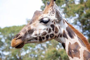 Zürafa bir Afrika artiodactyl memelisidir, yaşayan en uzun kara hayvanı ve en büyük geviş getiren hayvandır. Geleneksel olarak bir tür olarak kabul edilir: Giraffa camelopardalis, dokuz alt türüdür..