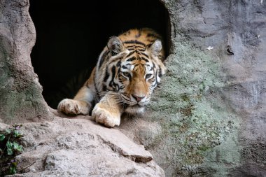 Amur kaplanı olarak da bilinen Sibirya kaplanı, halen var olan 6 kaplan popülasyonundan biridir. Tüm kaplanların en kuzeyindeki ve en büyük kaplan nüfusudur.. 