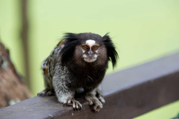 Marmoset Mechón Blanco Marmoset Noreste Tamarín Estrellado Marmoset Común —  Fotos de Stock