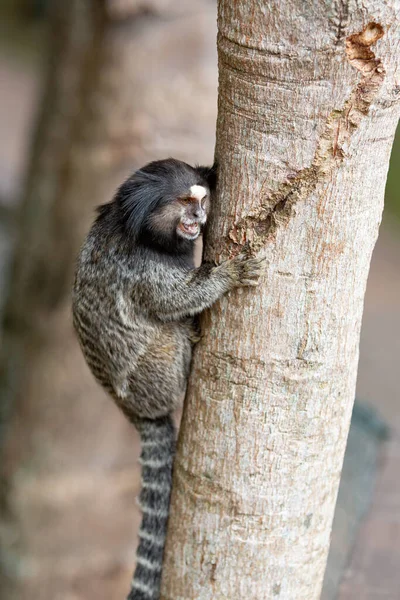 Marmoset Mechón Blanco Marmoset Noreste Tamarín Estrellado Marmoset Común — Foto de Stock