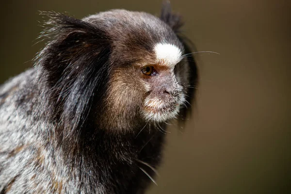 Marmoset Mechón Blanco Marmoset Noreste Tamarín Estrellado Marmoset Común — Foto de Stock