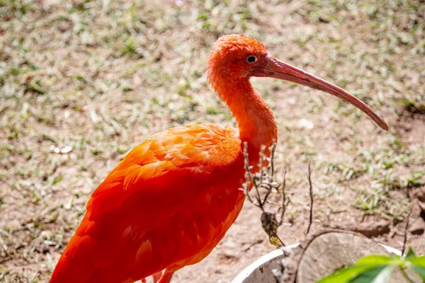 Red Guar Pelecaniform Bird Family Threskiornithidae Also Known Bis Escarlate — Stock Photo, Image